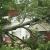 Monroe Emergency Tree Removal by Guaranteed Tree Service